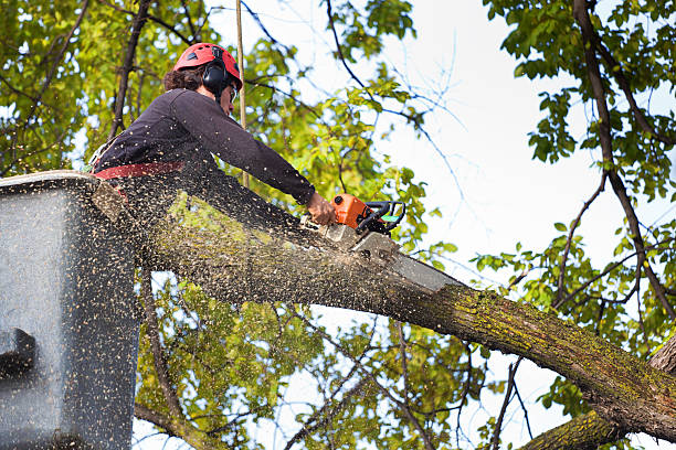 Best Lawn Disease Treatment  in Becker, MN